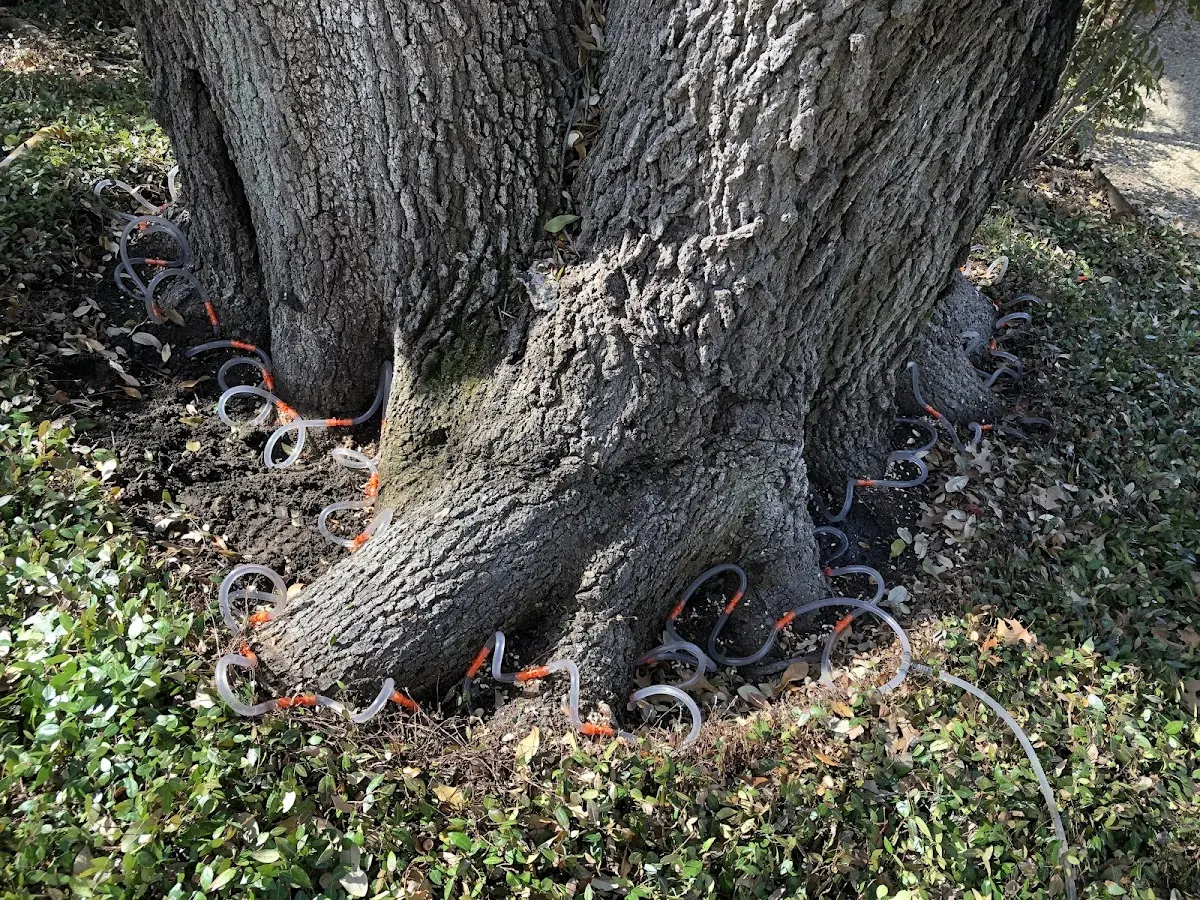 Detailed Tree Cabling and Bracing job site in Big Springs