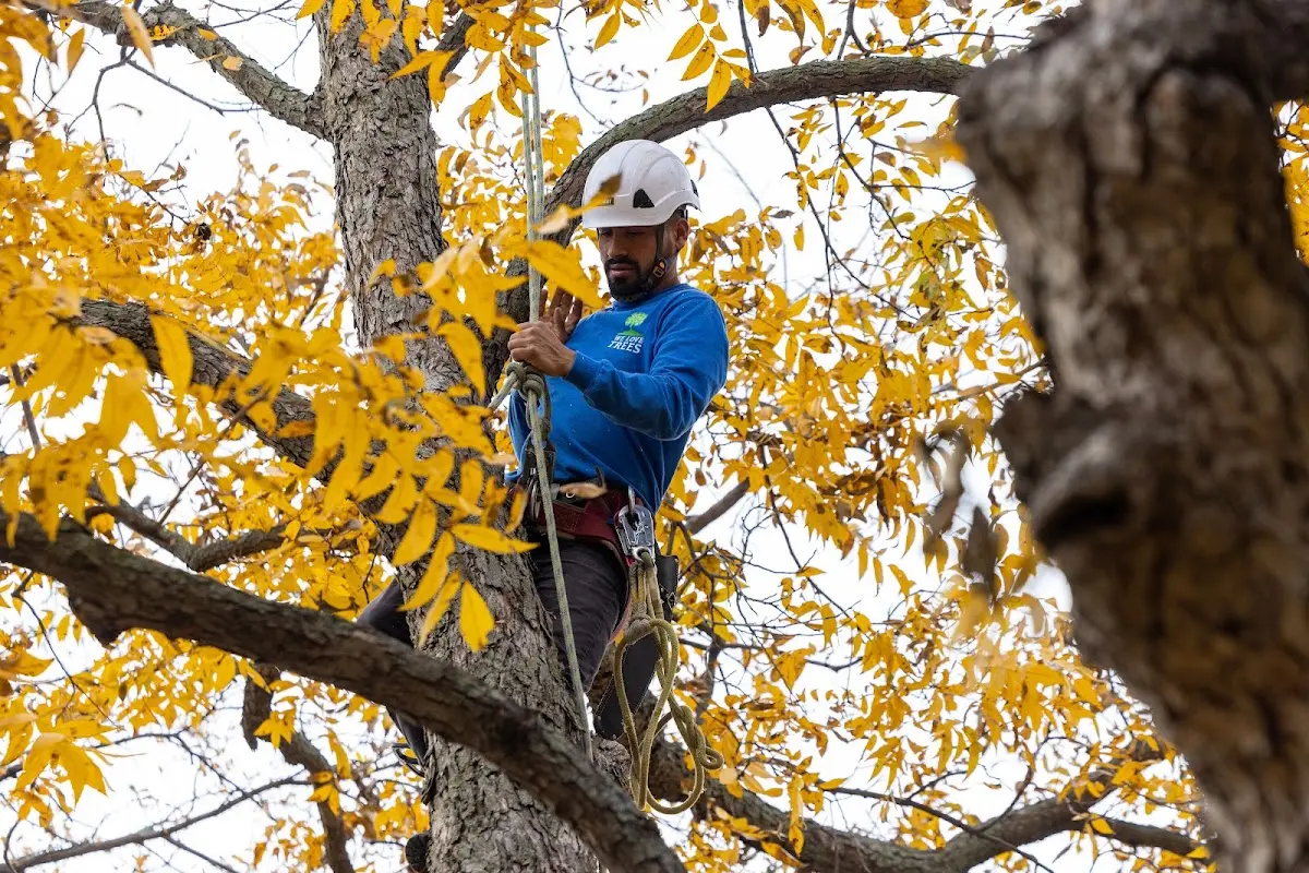 Skilled Tree Planting crew working in Big Springs
