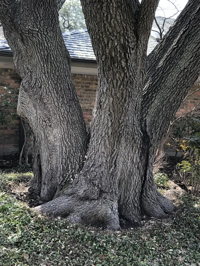 Mature heritage tree close to a Big Springs property cared for by certified arborists